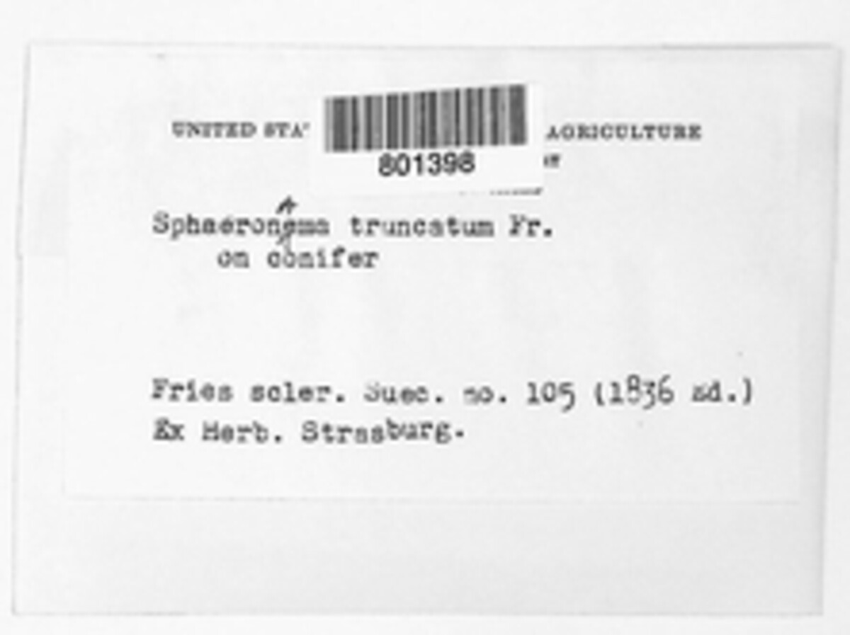 Sphaeronaema image